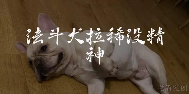 French Bulldog diarrhea and lethargy