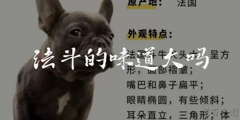 Do French Bulldogs smell bad?