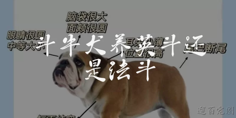 斗牛犬养英斗还是法斗
