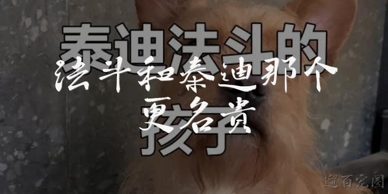 法斗和泰迪那个更名贵