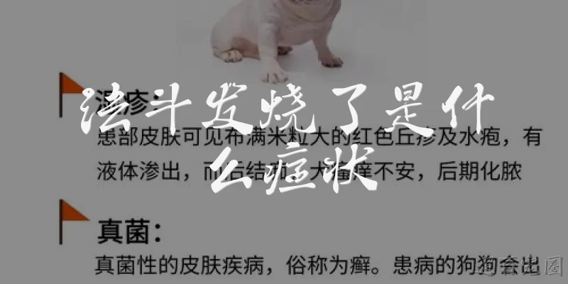 法斗发烧了是什么症状