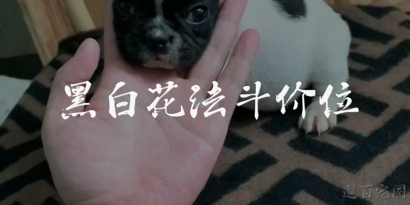 黑白花法斗价位:黑白花法斗一般多少钱一只？