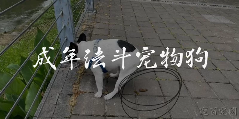 成年法斗宠物狗:成年法斗宠物狗每天需要多少运动量？