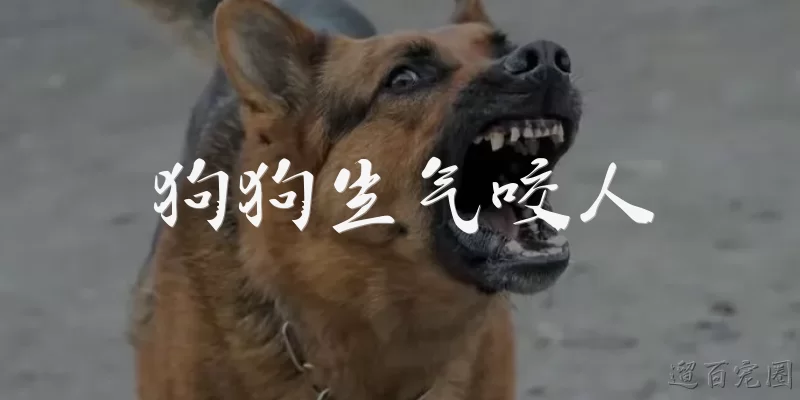 Dog biting when angry