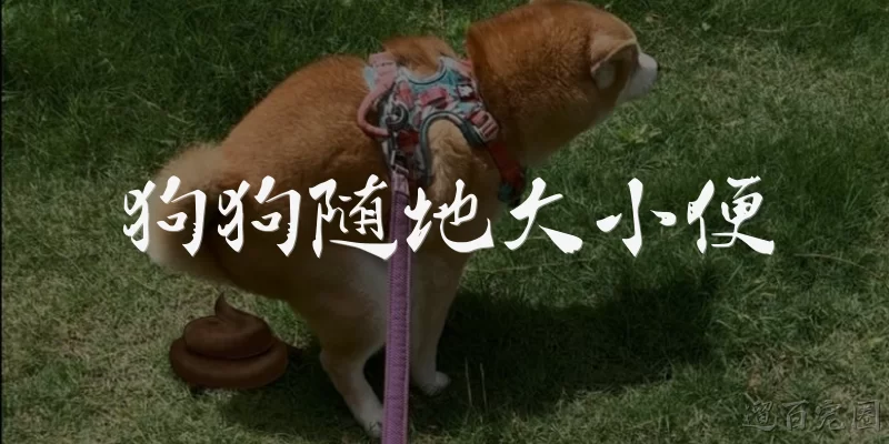 狗狗随地大小便:狗狗为什么会随地大小便？