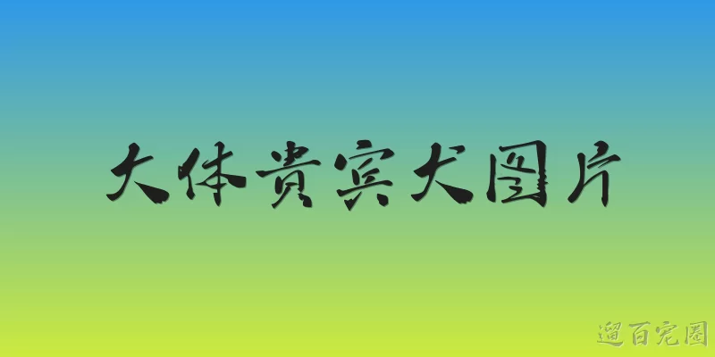 大体贵宾犬图片