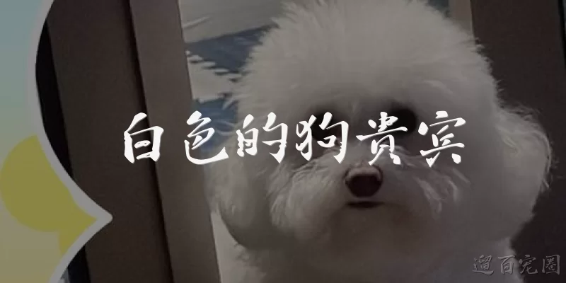 白色的狗贵宾
