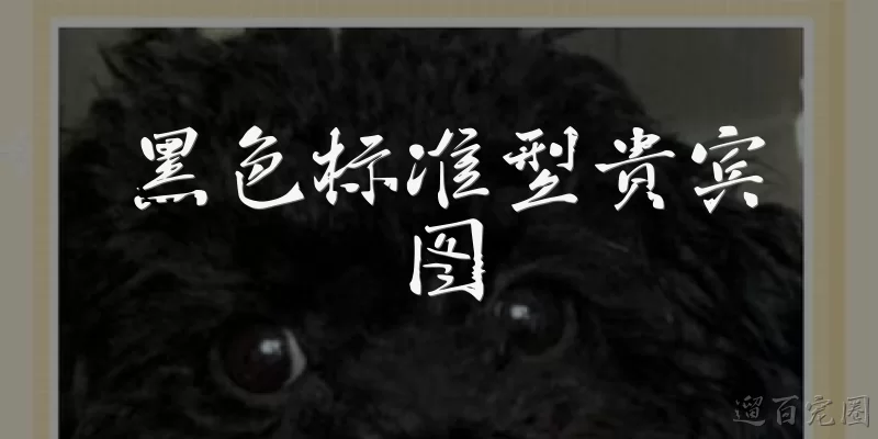 黑色标准型贵宾图