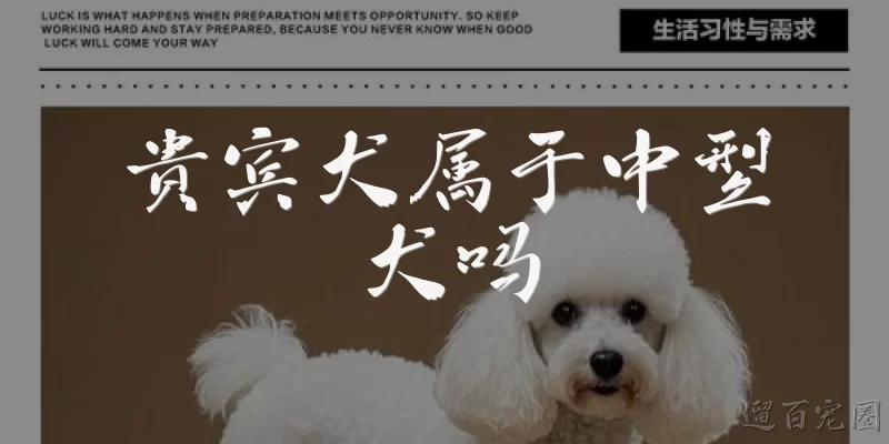 贵宾犬属于中型犬吗