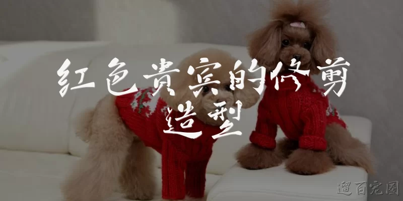 Red Poodle Haircut Styles