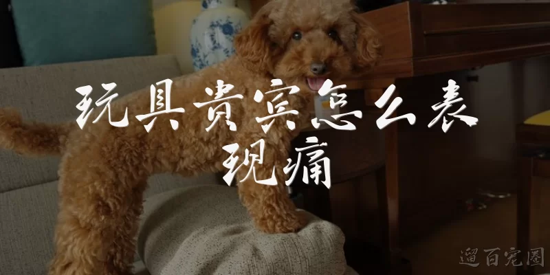 How do toy poodles show pain?