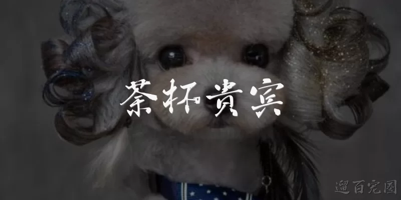 荼杯贵宾:荼杯贵宾是什么意思？