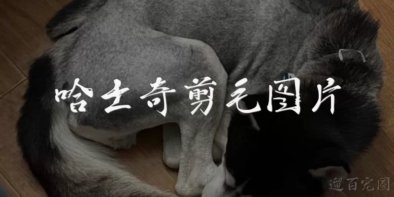 哈士奇剪毛图片
