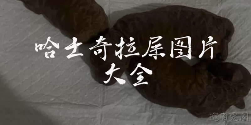 哈士奇拉屎图片大全