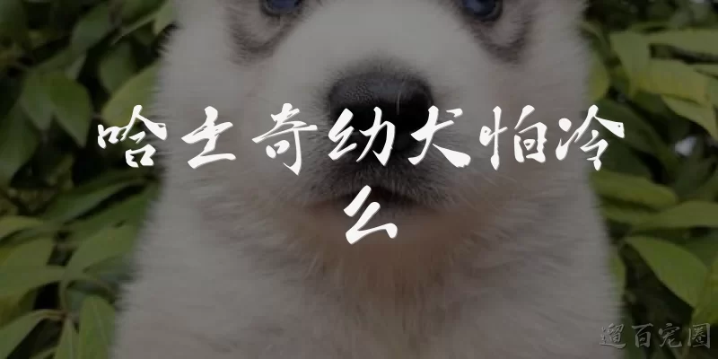 哈士奇幼犬怕冷么