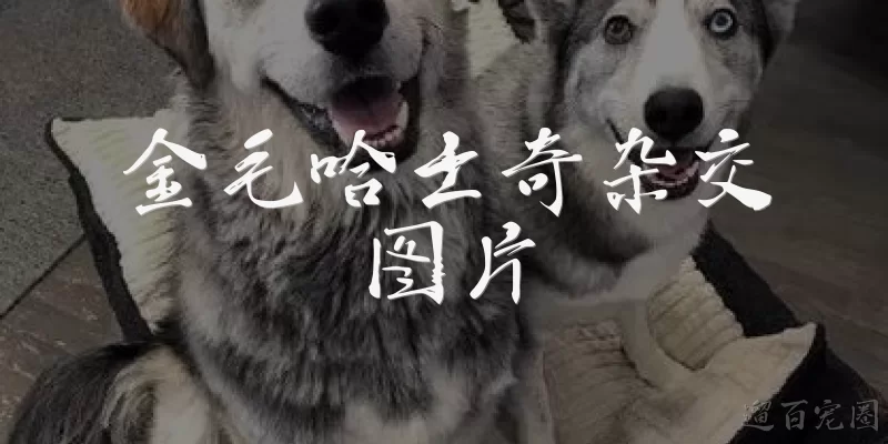 金毛哈士奇杂交图片