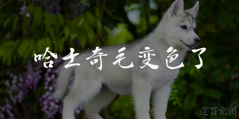 哈士奇毛变色了:哈士奇毛变色了正常吗?