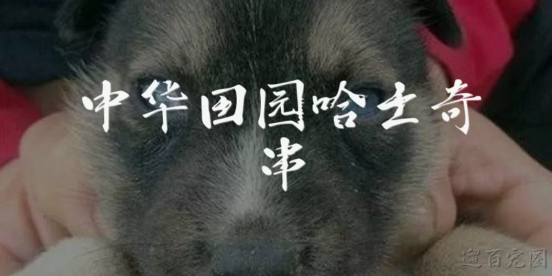 中华田园哈士奇串:中华田园哈士奇串是什么品种？它有哪些主要特点？