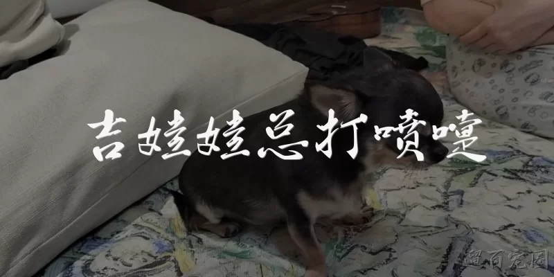 吉娃娃总打喷嚏
