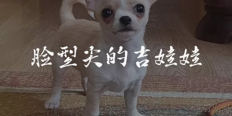 脸型尖的吉娃娃:脸型尖的吉娃娃是什么品种？
