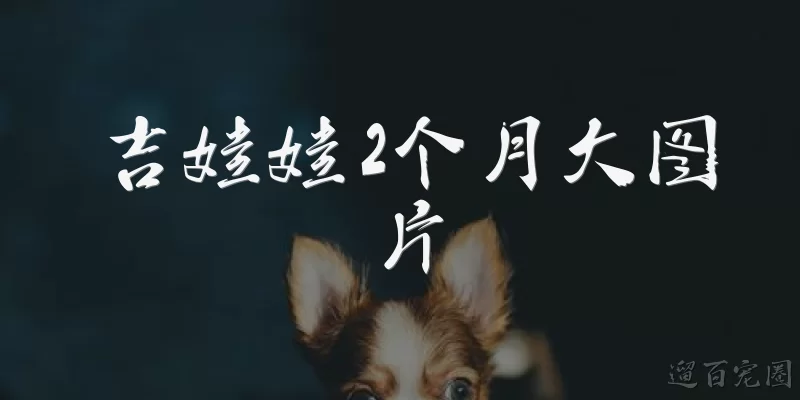 吉娃娃2个月大图片:2个月大的吉娃娃长什么样？有图片可以参考吗？