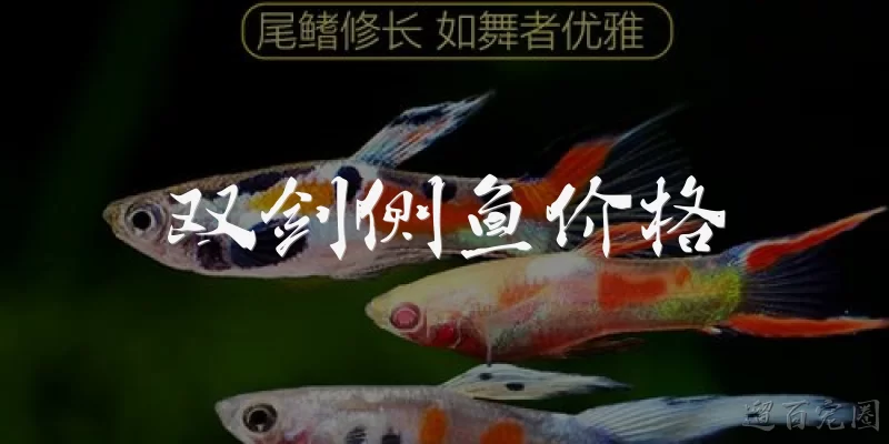 双剑侧鱼价格