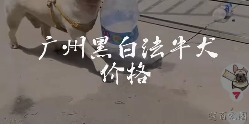 广州黑白法牛犬价格