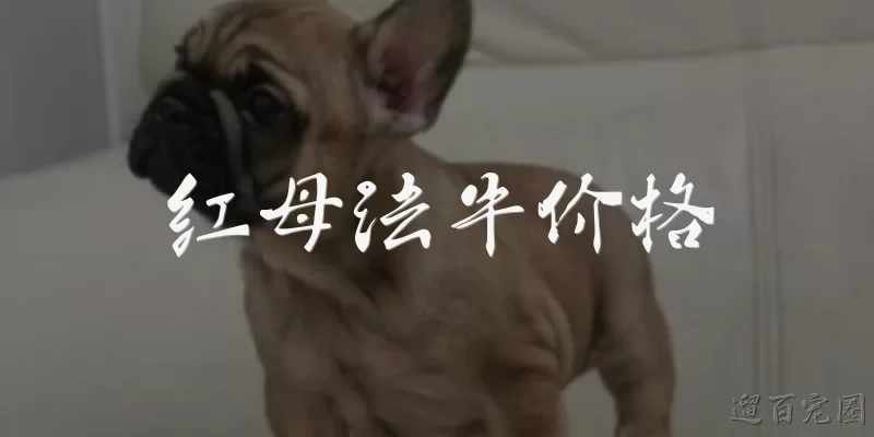 红母法牛价格:红母法牛是什么品种，价格大概多少？