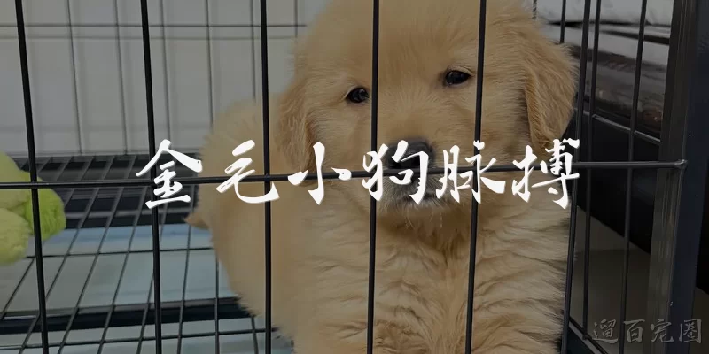 金毛小狗脉搏