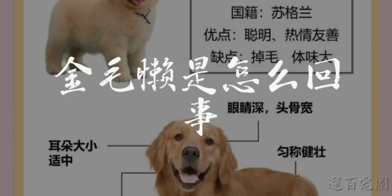 金毛懒是怎么回事