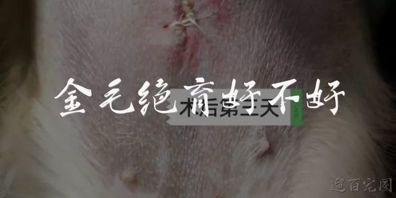 金毛绝育好不好