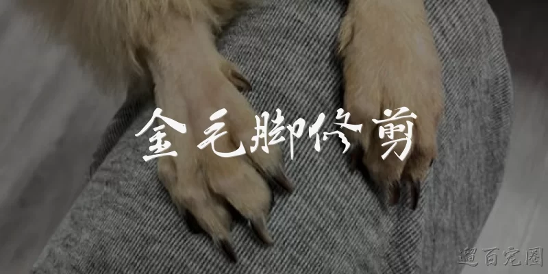 Golden Retriever Paw Trimming