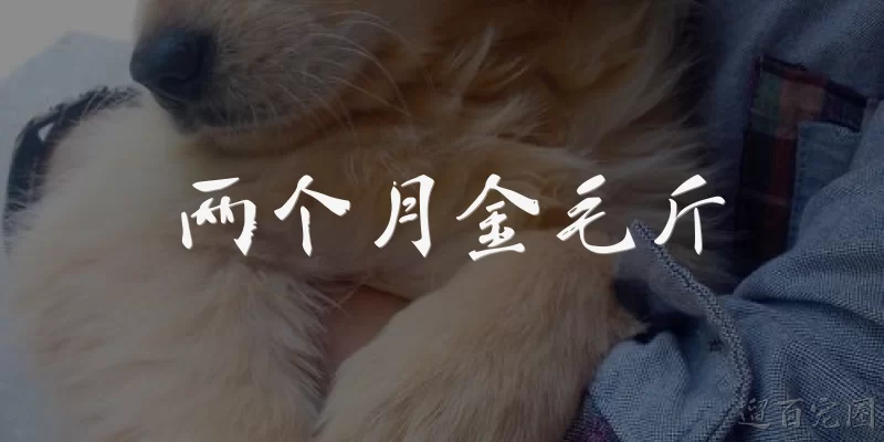 Two-month-old Golden Retriever weight in jin