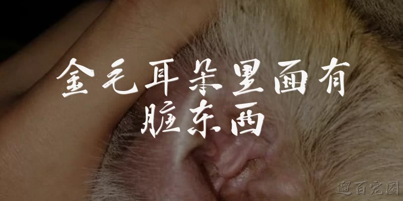 金毛耳朵里面有脏东西