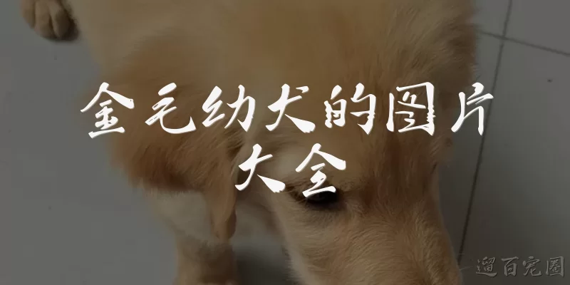 金毛幼犬的图片大全