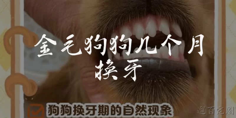 金毛狗狗几个月换牙