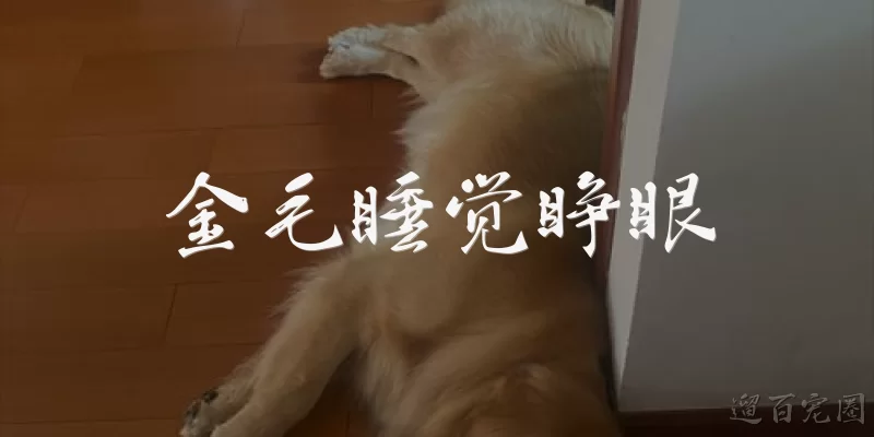 金毛睡觉睁眼