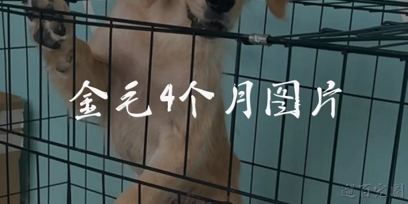 金毛4个月图片:金毛4个月大时有哪些外貌特征?