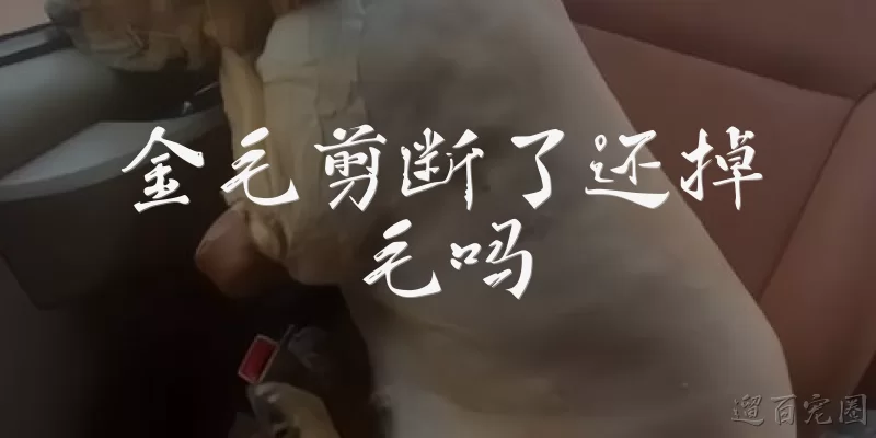金毛剪断了还掉毛吗:金毛剪断了还掉毛吗？