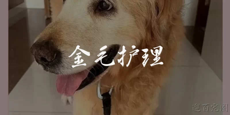 金毛护理:金毛的毛发应该怎么护理？