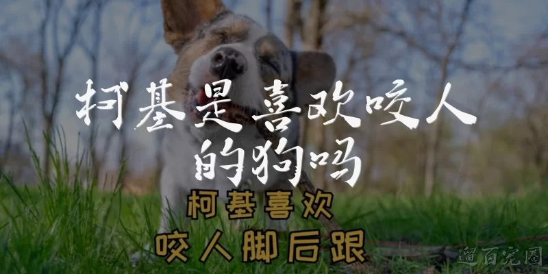 柯基是喜欢咬人的狗吗