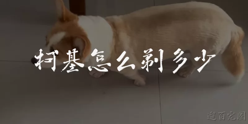 柯基怎么剃多少