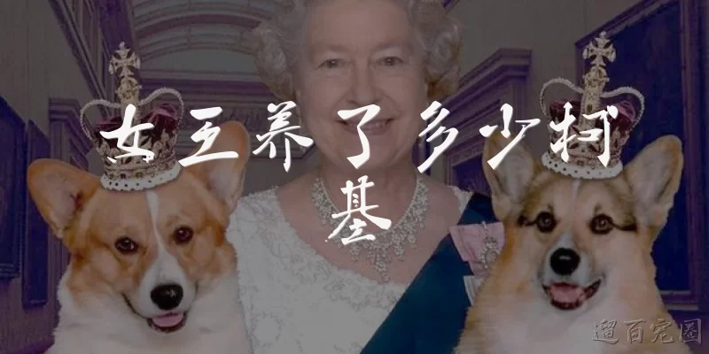 How many corgis does the Queen have
