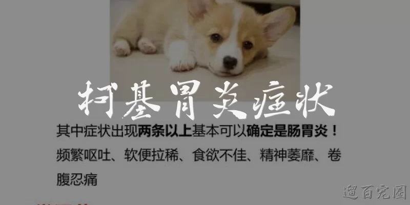 柯基胃炎症状