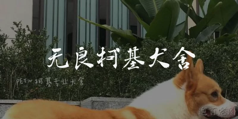 无良柯基犬舍:无良柯基犬舍有哪些常见特征？