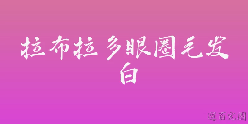 拉布拉多眼圈毛发白