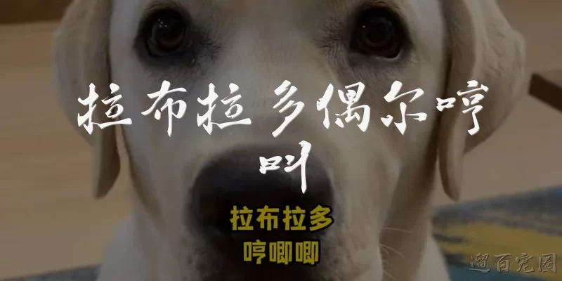 拉布拉多偶尔哼叫