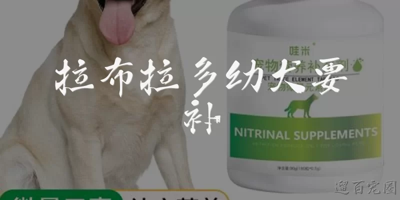 拉布拉多幼犬要补