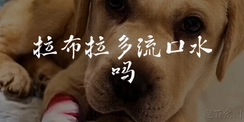 拉布拉多流口水吗