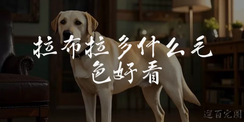拉布拉多什么毛色好看